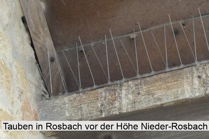 Tauben in Rosbach vor der Höhe Nieder-Rosbach